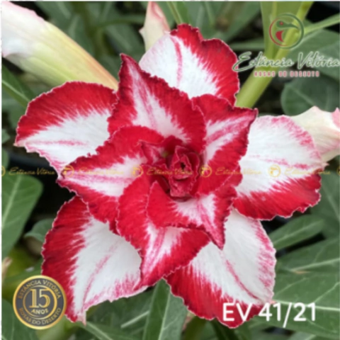 Muda Rosa do Deserto de enxerto com flor tripla estrela na cor Matizada -  FERRARI EV41/21