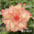 Muda Rosa do Deserto de enxerto com flor tripla na cor Amarela Matizada - FILÓ EV78-21