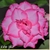 Enxerto Multicolor - Tricolor - RD Garden Center | Rosas do Deserto e Flor do Deserto