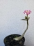 Muda Rosa do Deserto de semente com flor simples na cor matizada - comprar online