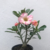 Muda Rosa do Deserto de semente com flor simples na cor matizada - comprar online