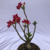 Planta adulta de Rosa do Deserto de semente com flor dobrada na cor vermelha - loja online