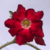 Planta adulta de Rosa do Deserto de semente com flor simples vermelha - comprar online
