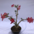 Planta adulta de Rosa do Deserto de semente com flor simples matizada na internet
