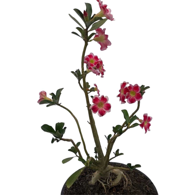 Planta adulta de Rosa do Deserto de semente com flor simples na cor Rosa  Matizada