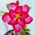 Kit 20 mudinhas de Rosa do Deserto de 8 a 15 cm - Cores variadas - loja online