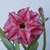 Kit 20 mudinhas de Rosa do Deserto de 8 a 15 cm - Cores variadas - comprar online