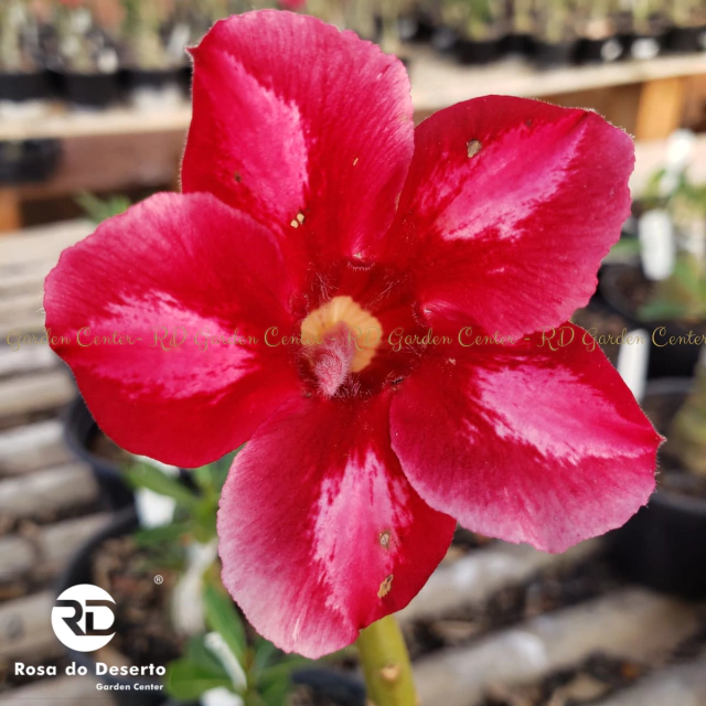 Muda Rosa do Deserto de enxerto com flor Simples Vermelha - NS-696