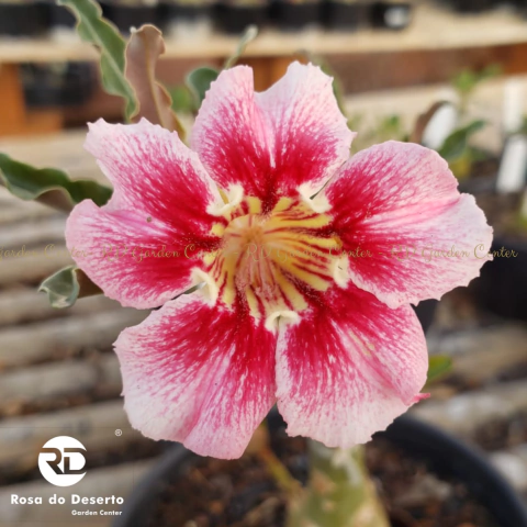 Muda Jovem de Rosa do Deserto de enxerto com flor simples na cor Roxa  Matizada - BARBIE