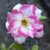 Muda Rosa do Deserto de semente com flor dobrada na cor Matizada