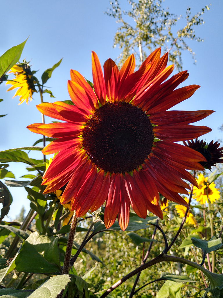 GIRASOL MULTICOLOR (Helianthus annuus).