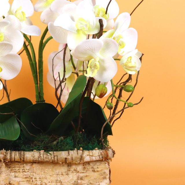 Arranjo de Orquídea Branca em Vaso Quadrado