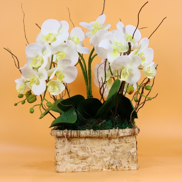 Arranjo de Orquídea Branca em Vaso Quadrado