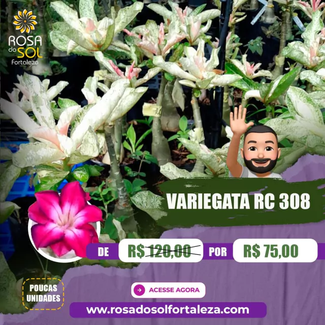 Rosa do Deserto Variegata RC308 - Rosa do Sol Fortaleza