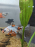 Peces Goldfish Cálicos Azules 7 Cm Seleccionados - tienda online