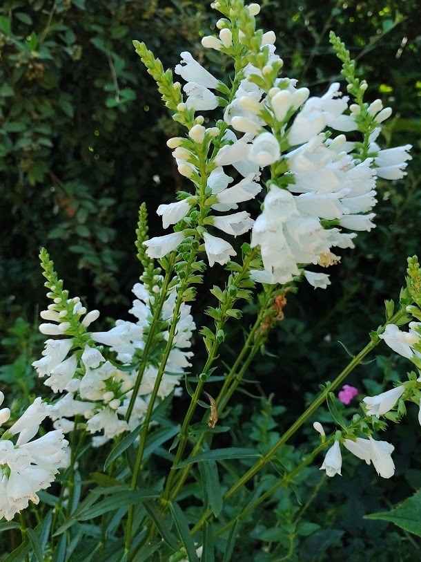 Physostegia Virginiana mix (Grandiflora rosa y Crown of Snow)