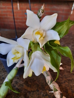 orquídeas - branca - catasetum - orquídea cera