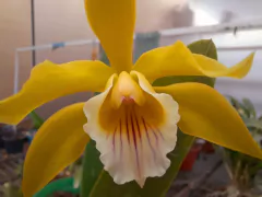 Orquídea brasileira