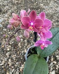 Phalaenopsis Diffusion (perfumada e folha pintalgada)