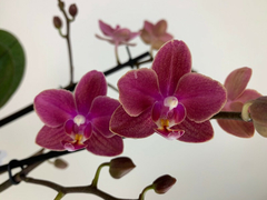 Phalaenopsis Diffusion
