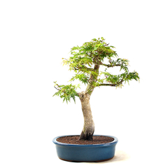 Bonsai Acer Dissectum 21 anos - comprar online