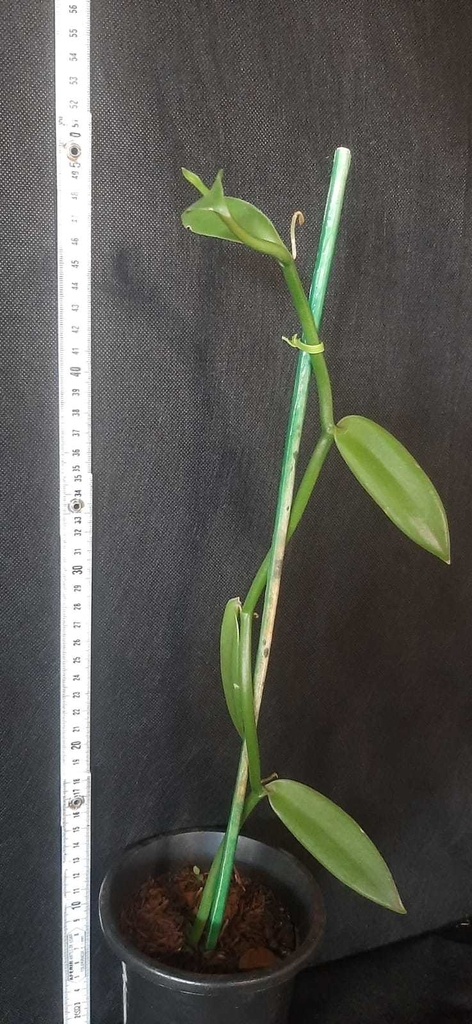 Vanilla Planifolia - Baunilha - Orquishow Raízes