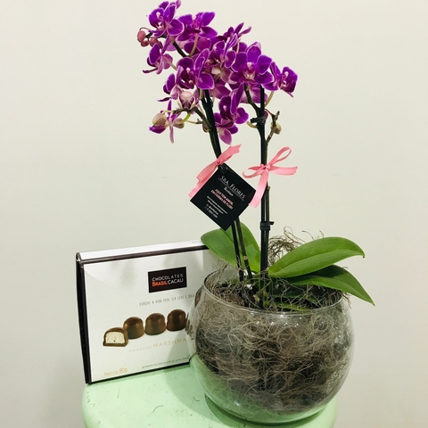 Orquídea Embalagem Para Presente