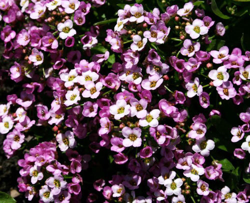 Comprar Sementes de Alyssum Violeta