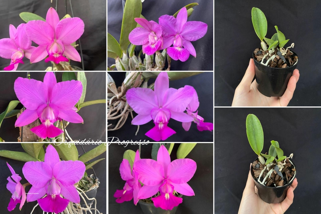 Muda de Orquídea Cattleya walkeriana 