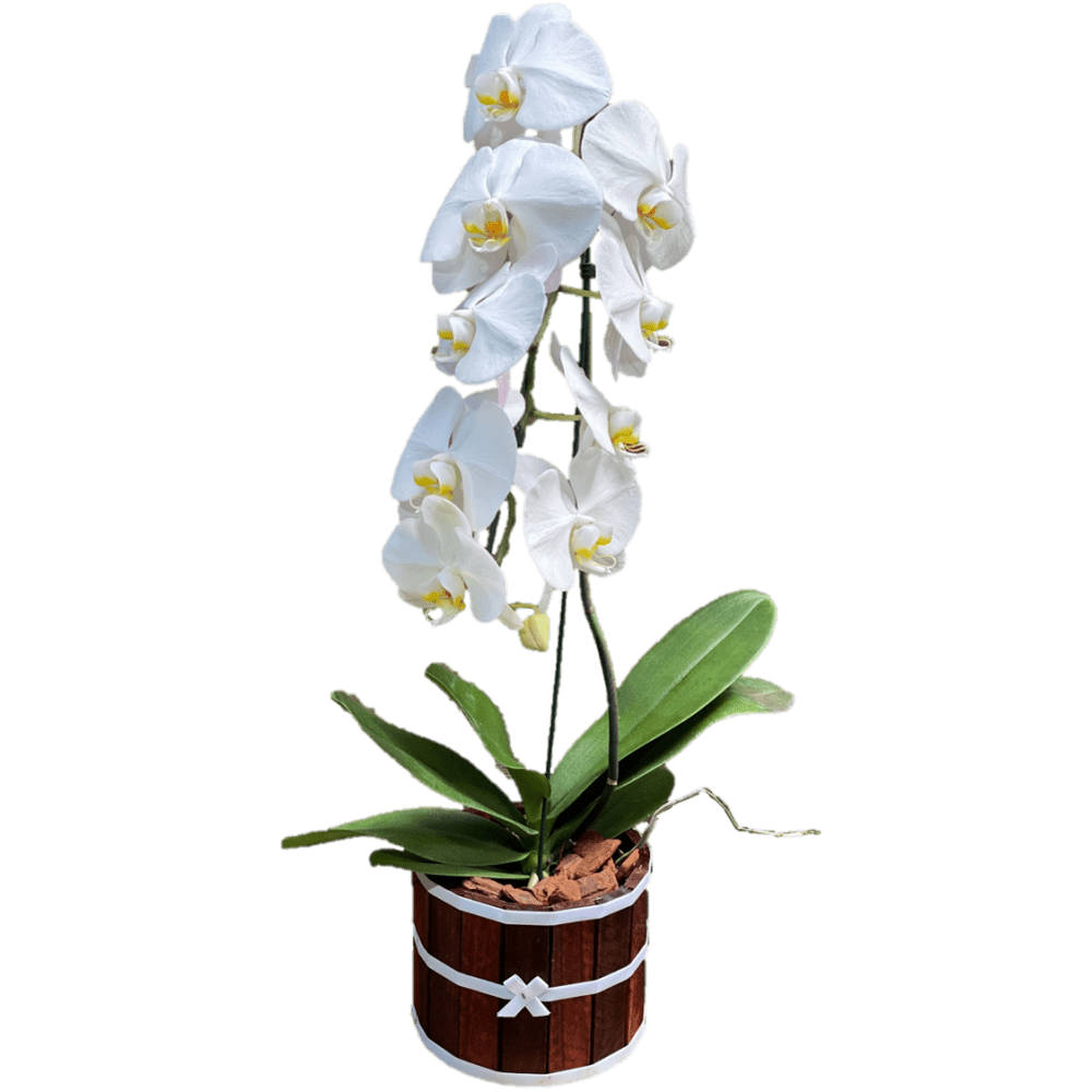 Orquídea Cascata - Comprar em Ferreira Flores