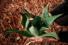 planta de aloe vera medicinal