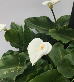 Zantedeschia aethiopica cala planta precio