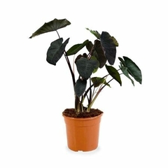 colocasia black - Plantas de Interior Vivero Online | Biotienda Plantas