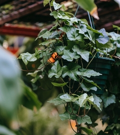 Hiedra planta colgante verde planta resistente | hedera helix