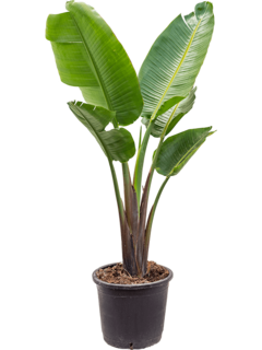 Strelitzia Nicolai planta | plantas tropicales