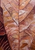 Quadro "Texturas da Natureza" - Estúdio Flora