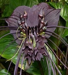 Sementes Orquidea Negra Tacca Chantrieri Flor Morcego
