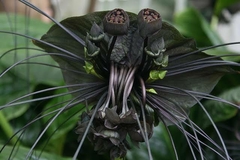 Sementes Orquidea Negra Tacca Chantrieri Flor Morcego