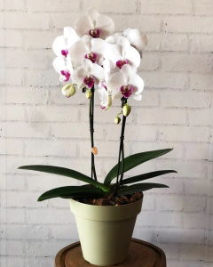 Orquídea Phalaenopsis Branca | Marcelo Almeida