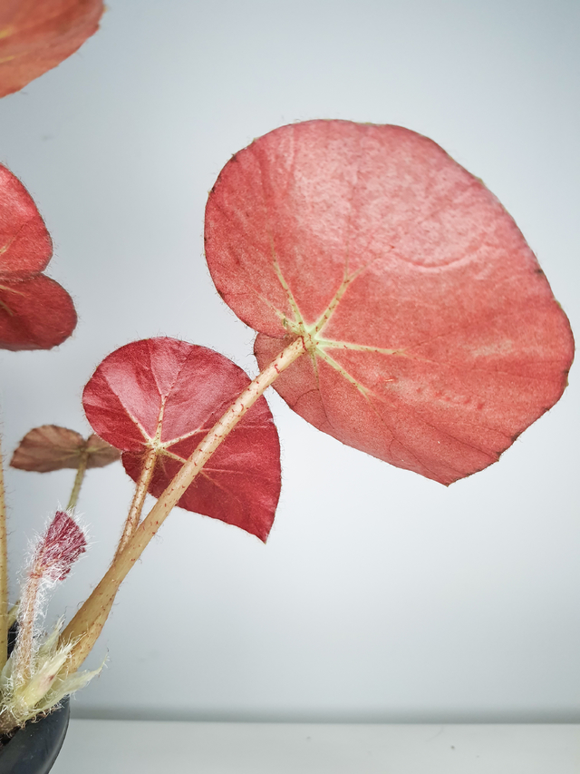 Begonia erythrophylla - Comprar em Foliosa