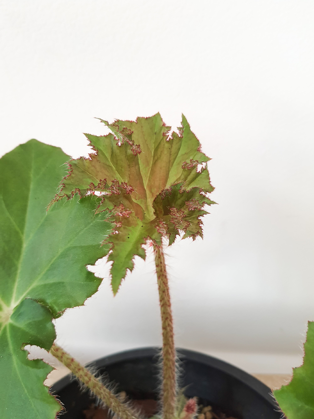 Begonia x erythrophylla 'bunchii' (Begônia Folha de alface)
