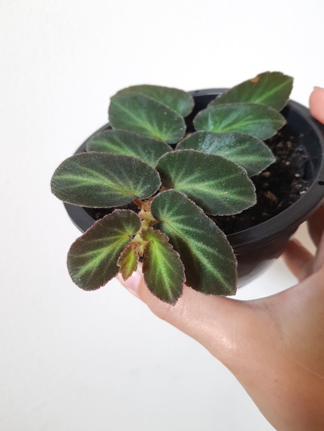 Begonia thelmae - Comprar em Foliosa