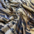 Jersey Engomado Estampado - Tigre - comprar online