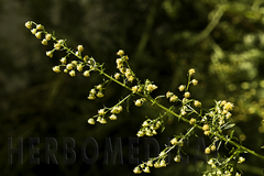 Artemisia Tintura Madre 60cc. en internet