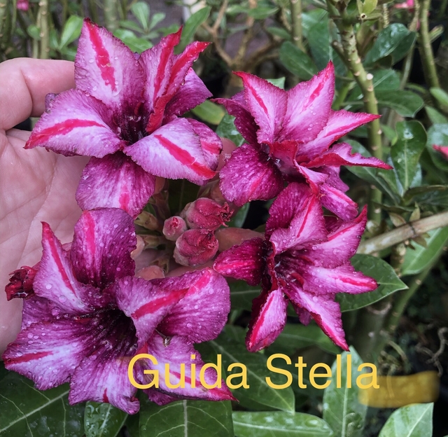 ROSA DO DESERTO GUIDA STELLA, sua flor é dobrada em tons lilas, roxo e  vinho.