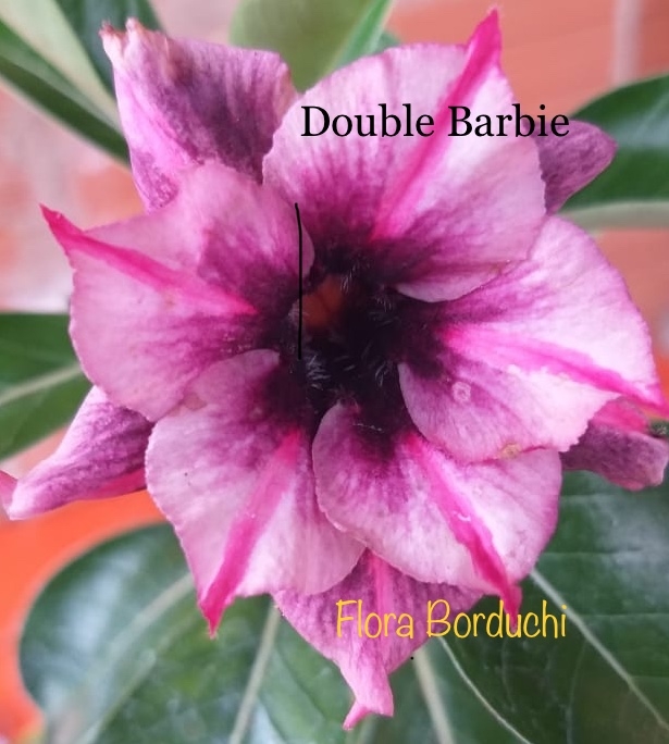 Rosa do deserto Double Barbie - Flora Borduchi