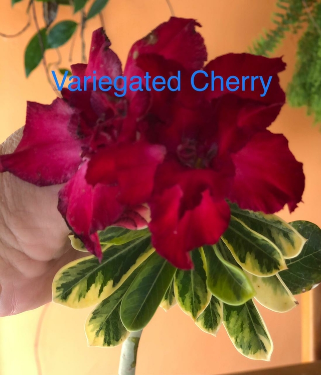 Rosa do Deserto VARIEGATED CHERRY é uma variegata com folhas verdes escuro  manchadas de verde clara.