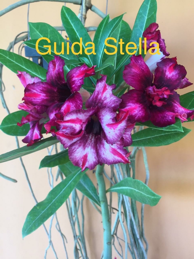 ROSA DO DESERTO GUIDA STELLA, sua flor é dobrada em tons lilas, roxo e  vinho.