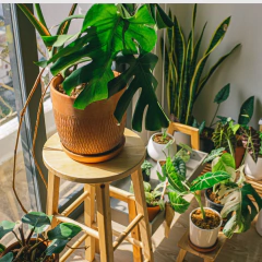 S.O.S. Ayuda Plantera - Quieromasplantas