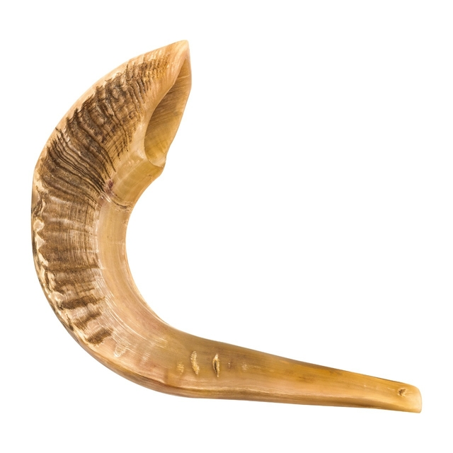 Shofar de Carnero 57 a 62 cm